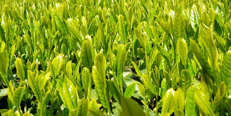 茶葉を摘んで、荒茶に加工され、出荷